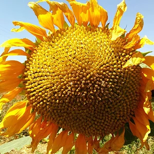 AARDE Permaculture Algérie Ferme