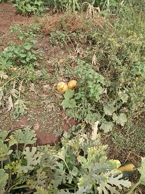 AARDE Permaculture Algérie Ferme