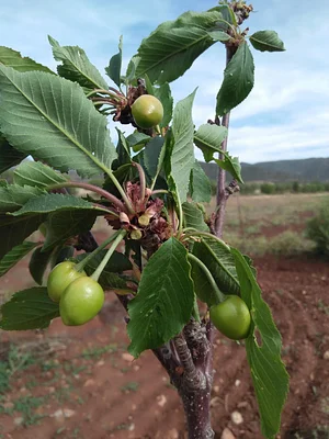 AARDE Permaculture Algérie Ferme