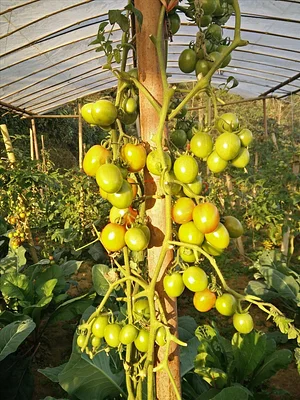 HASERA Permaculture Farm