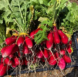 Ecological Land Cooperative Farmers