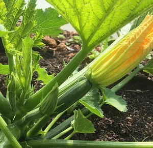 Ecological Land Cooperative Farmers