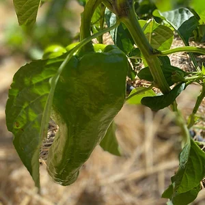 Danyadara Permaculture Farm