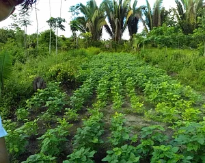 Plantio de feijão em sistema agroflorestal