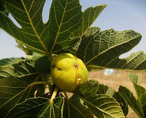 Danyadara Permaculture Farm