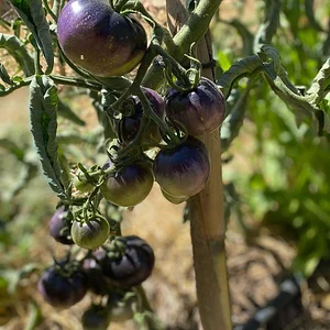 Danyadara Permaculture Farm