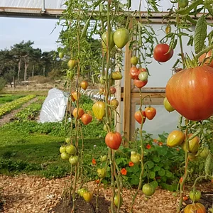 East Neuk Market Garden
