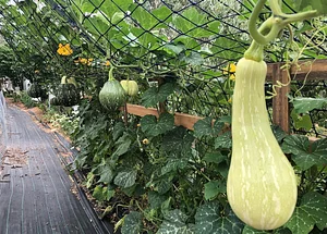 Limestone Permaculture Farm