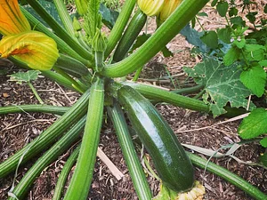 Limestone Permaculture Farm