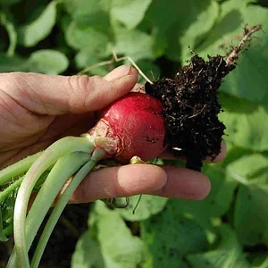 Golden Rocks Permaculture Farm