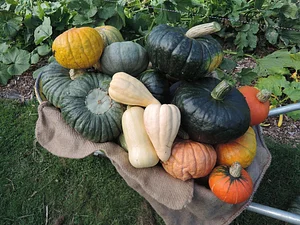 Waewae Permaculture