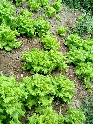 Sistema Agroflorestal da IFC 2