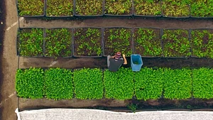 Agroforestry in The Food Forest