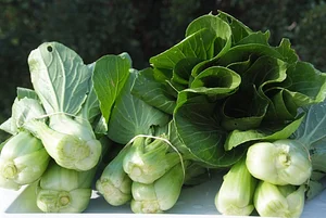 Agroforestry in The Food Forest