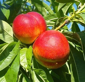 Agroforestry in The Food Forest