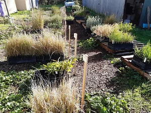 Agroforestry in The Food Forest