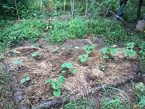 OM Kampot Permaculture Foodforest