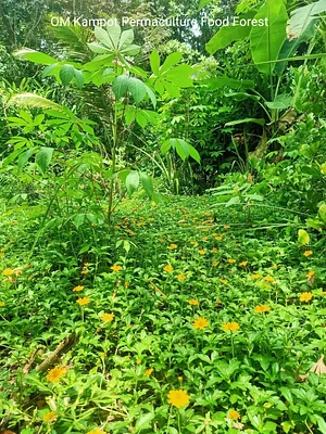 OM Kampot Permaculture Foodforest