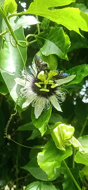 OM Kampot Permaculture Foodforest