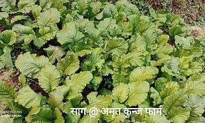 Amrit Kunja Organic Permaculture Farm