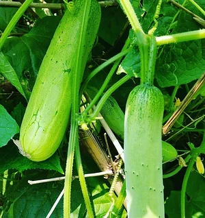 Amrit Kunja Organic Permaculture Farm