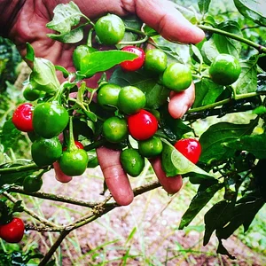 Amrit Kunja Organic Permaculture Farm