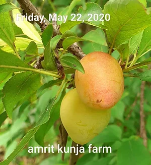 Amrit Kunja Organic Permaculture Farm