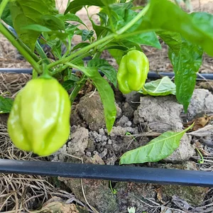 Delaterre Permaculture Farm