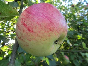 Micro-ferme en permaculture