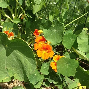 Micro-ferme en permaculture