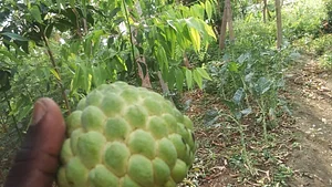Olambo's Organic/Permaculture Farm