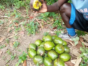 Olambo's Organic/Permaculture Farm