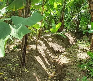 Olambo's Organic/Permaculture Farm
