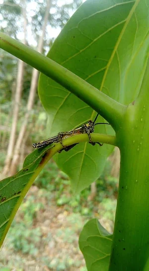 Ferme Aménopé Togo