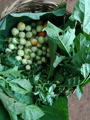 Ferme Aménopé Togo