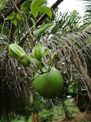 Ferme Aménopé Togo