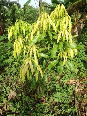 Ferme Aménopé Togo
