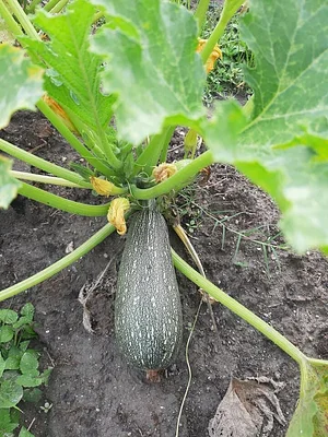 Himgiri Permaculture Farm