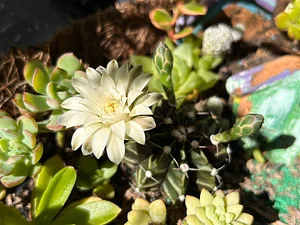 Cactus flower