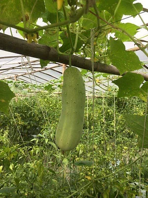 Himgiri Permaculture Farm
