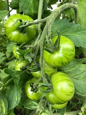Mere Brow Farm Cheshire Permaculture Project