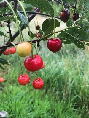 Mere Brow Farm Cheshire Permaculture Project