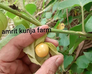 Amrit Kunja Organic Permaculture Farm