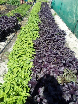 Permaculture at Namibian Organic Association