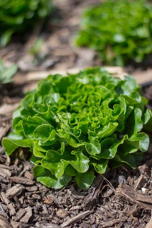 Krishna Food Forest & Farm