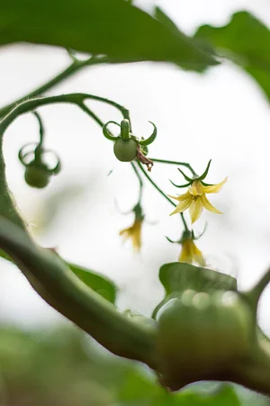 Krishna Food Forest & Farm