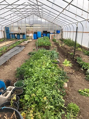 Krishna Food Forest & Farm