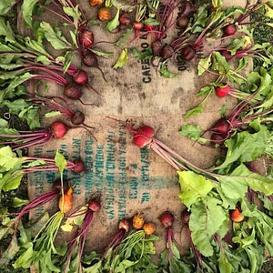 Krishna Food Forest & Farm