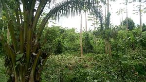 Ferme Aménopé Togo