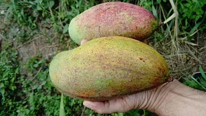Ferme Aménopé Togo